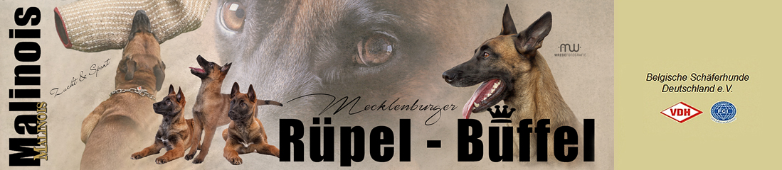 Banner Rüpel-Büffel